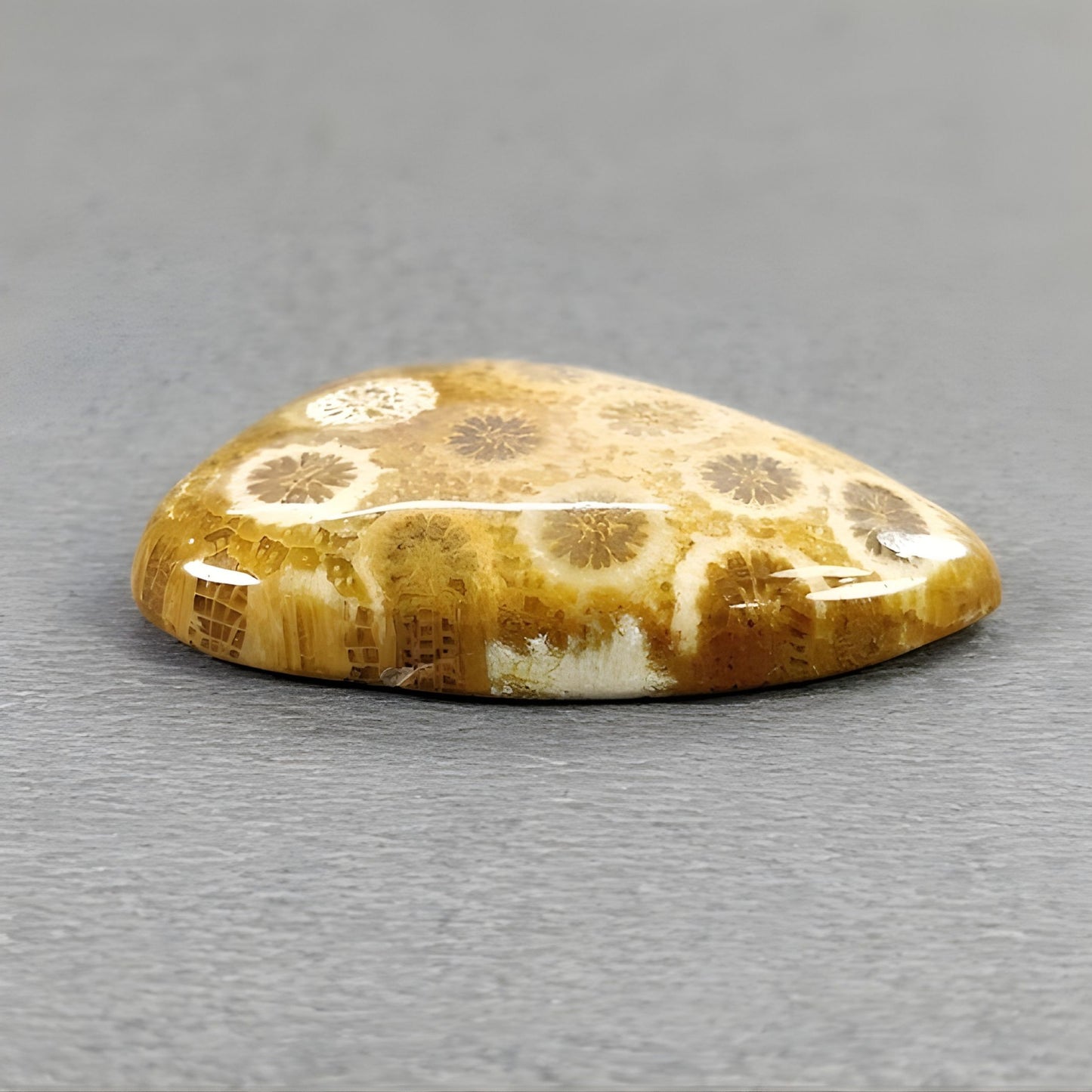 30.70cts Fossil Coral Gemstone Natural Untreated Cabochon Uneven Shape