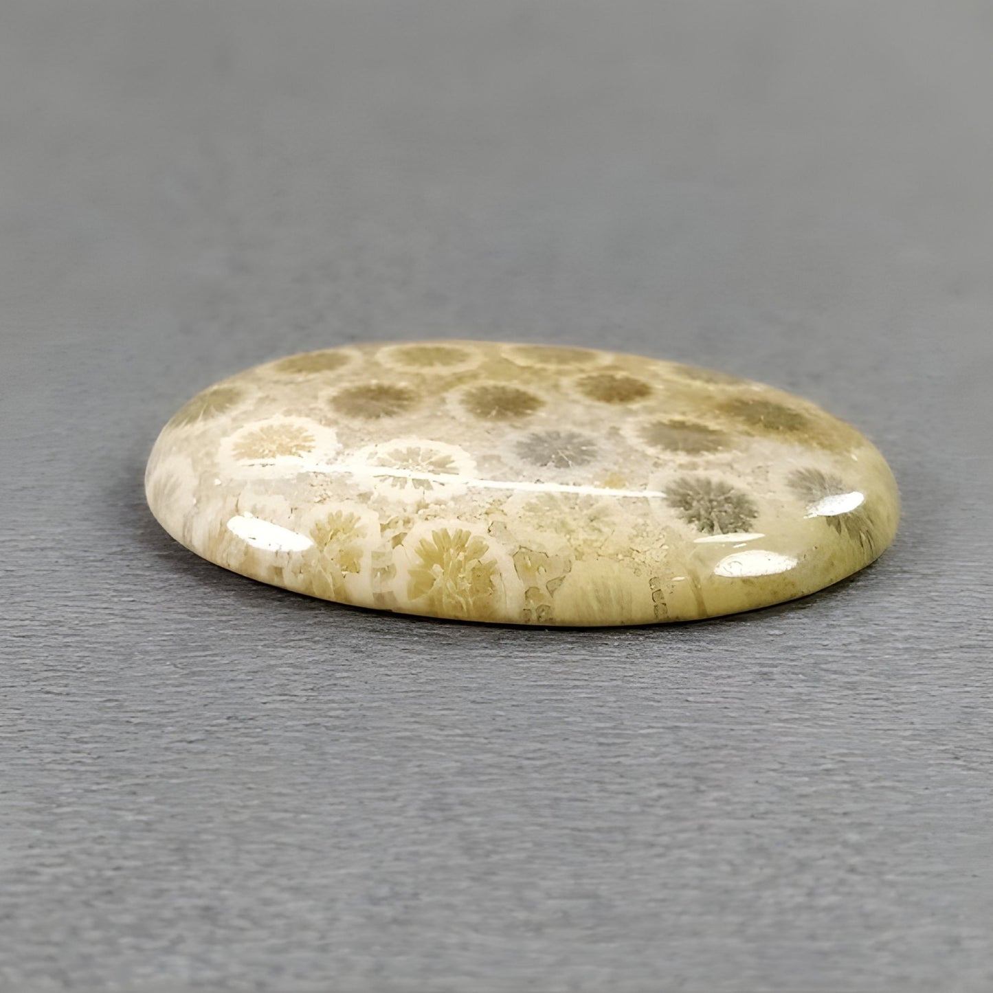 32.80cts Fossil Coral Gemstone Natural Untreated Cabochon Oval Shape