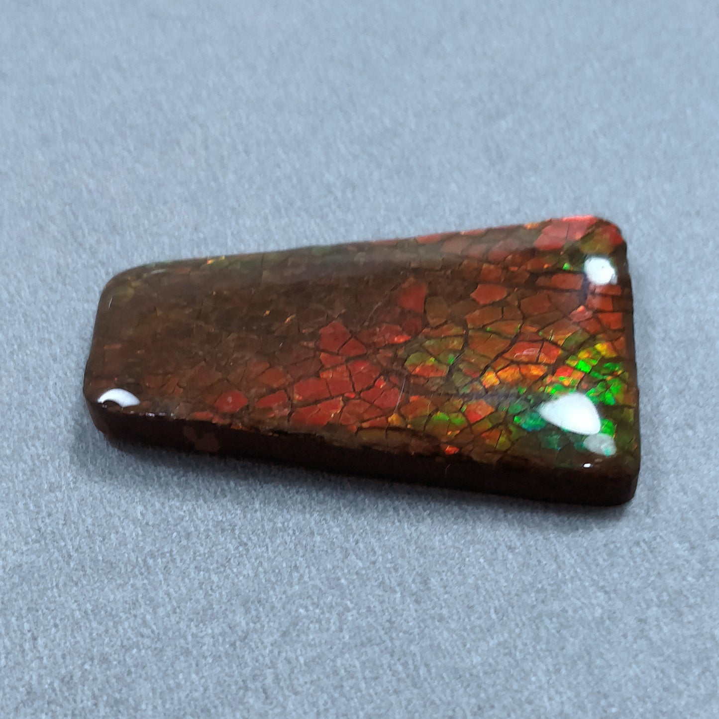AMMOLITE Gemstone Cabochon : 43.20cts Natural Fossilized Shell Bi-Color Ammolite Trapezium Shape Cabochon 39*25mm (With Video)