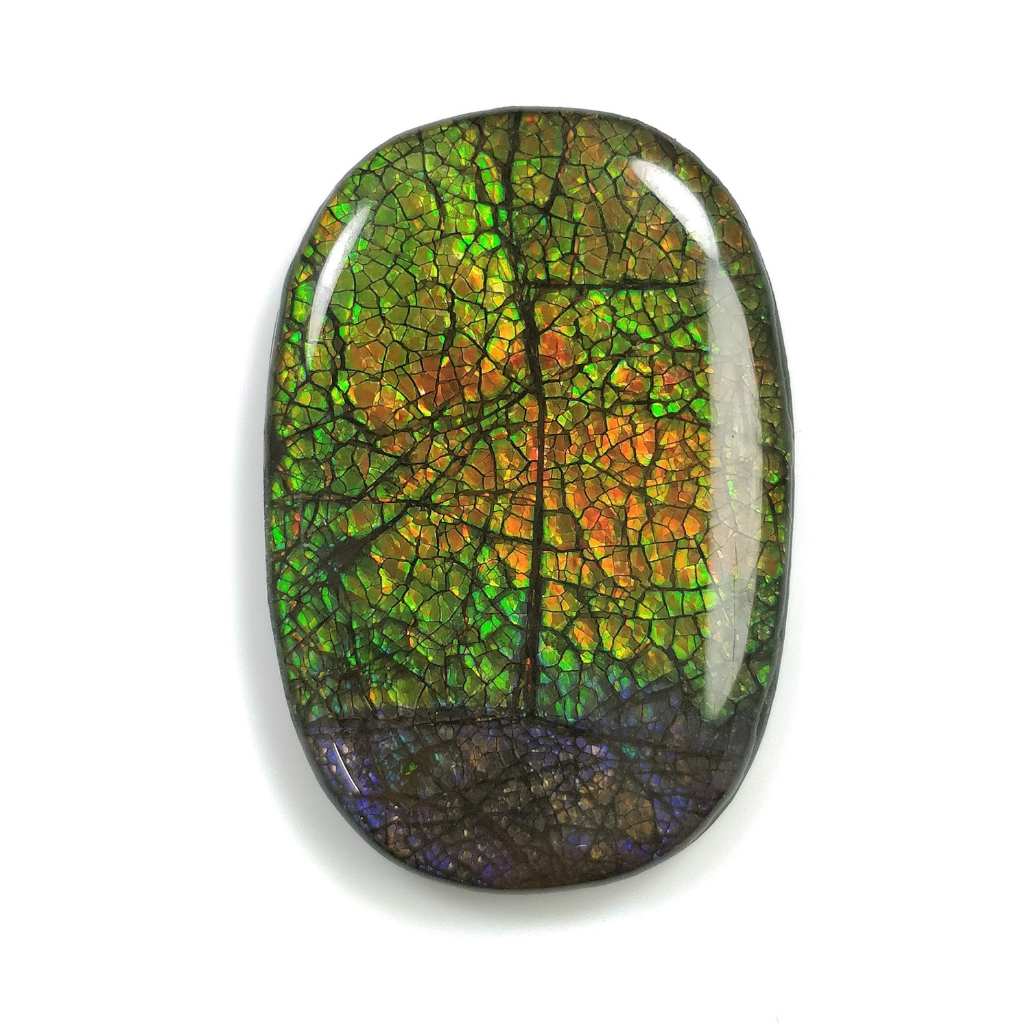 Ammolite