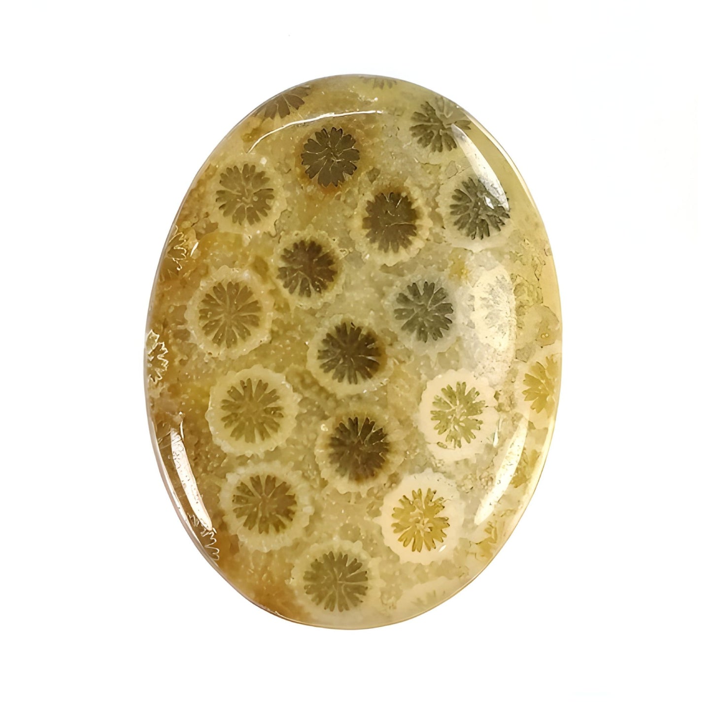 yellow coral cabochon gemstone