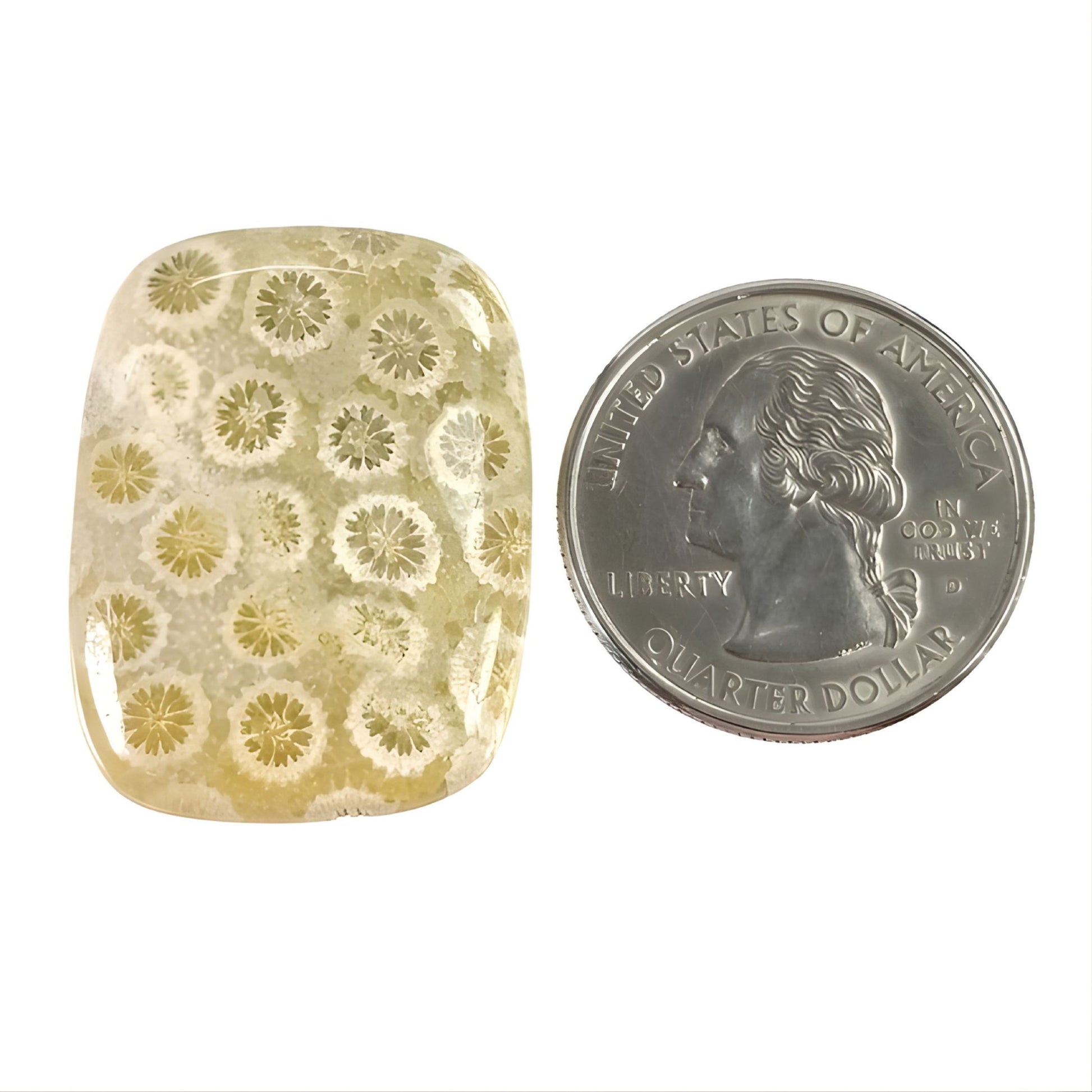 未処理の天然サンゴ宝石