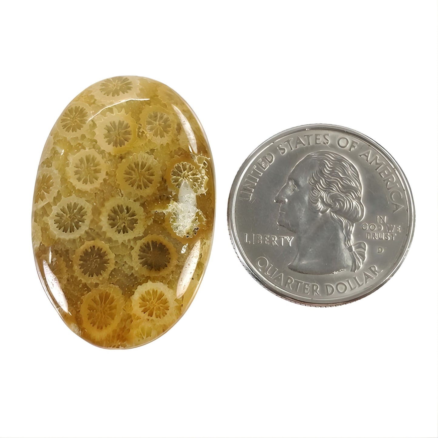 36.45cts Fossil Coral Gemstone Natural Untreated Cabochon Oval Shape