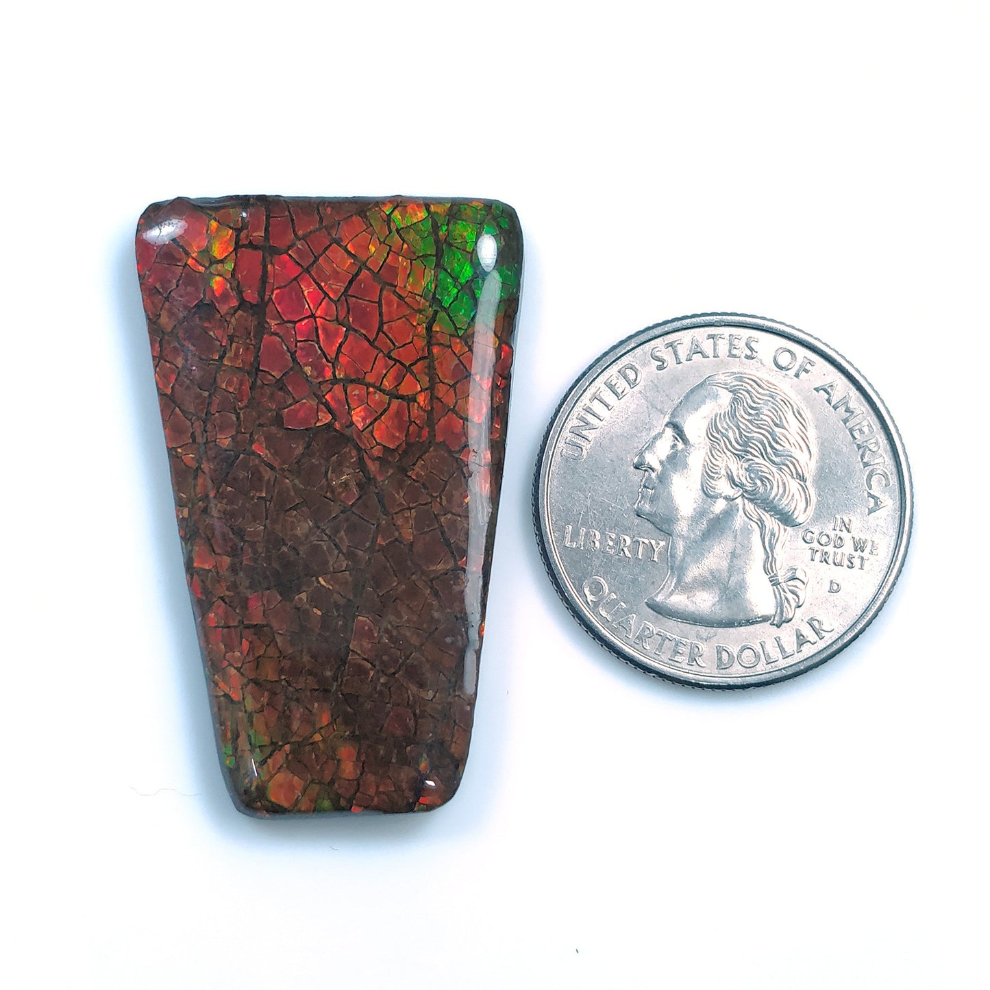 AMMOLITE Gemstone Cabochon : 43.20cts Natural Fossilized Shell Bi-Color Ammolite Trapezium Shape Cabochon 39*25mm (With Video)