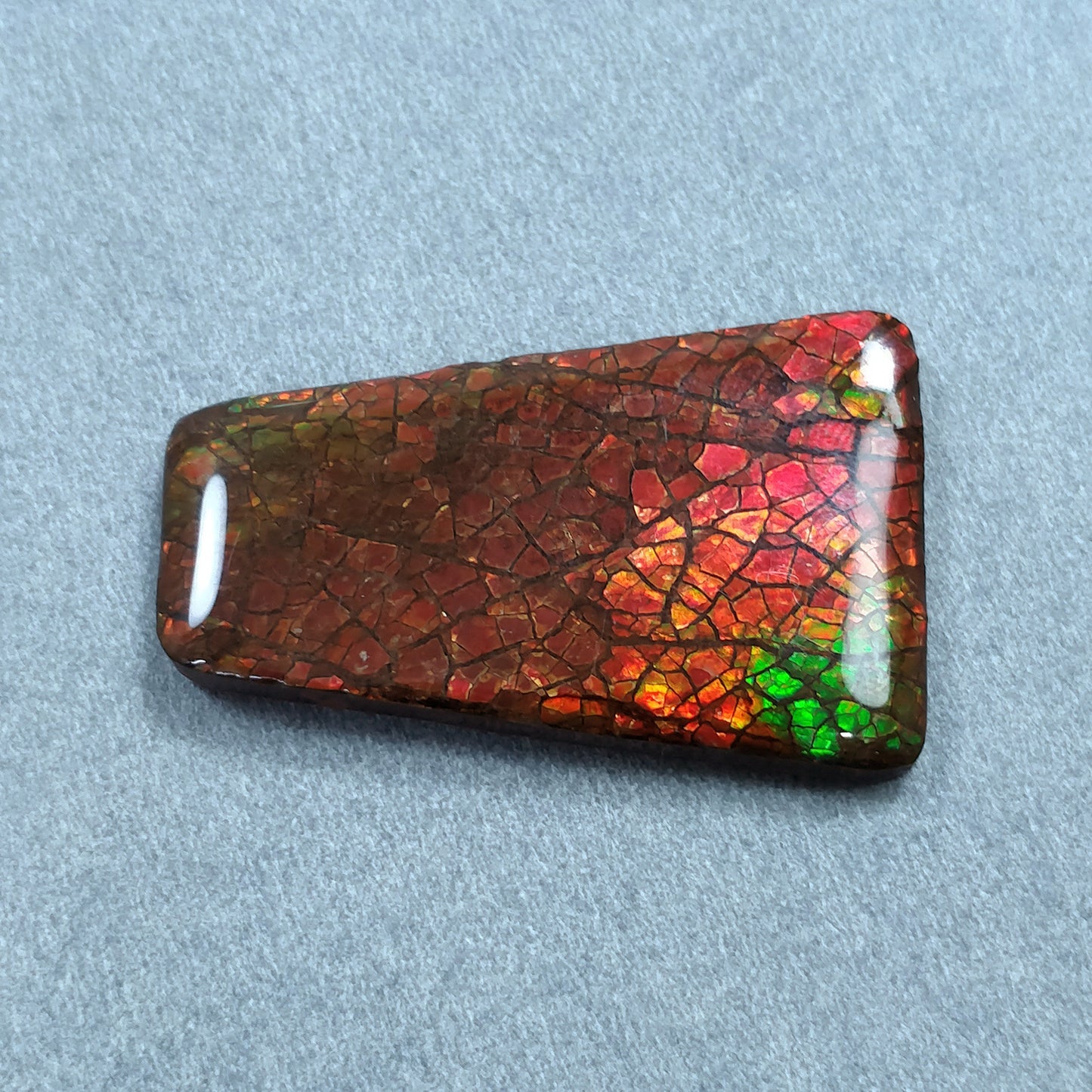 AMMOLITE Gemstone Cabochon : 43.20cts Natural Fossilized Shell Bi-Color Ammolite Trapezium Shape Cabochon 39*25mm (With Video)