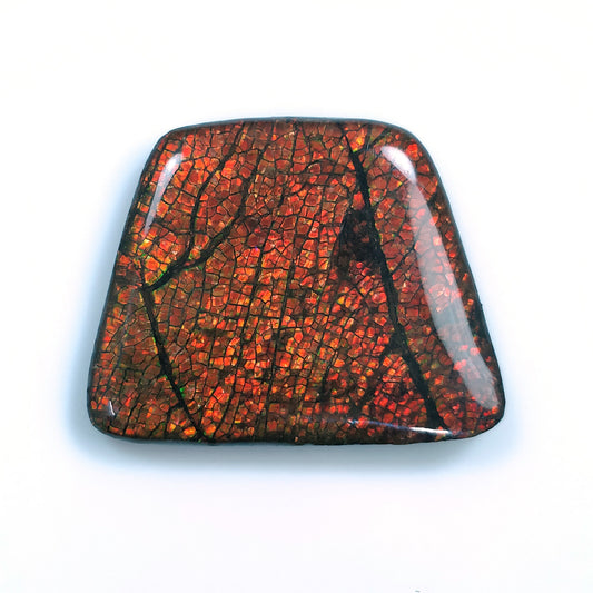 AMMOLITE Gemstone Cabochon : 56.90cts Natural Fossilized Shell Bi-Color Ammolite Trapezium Shape Cabochon 29*36mm (With Video)
