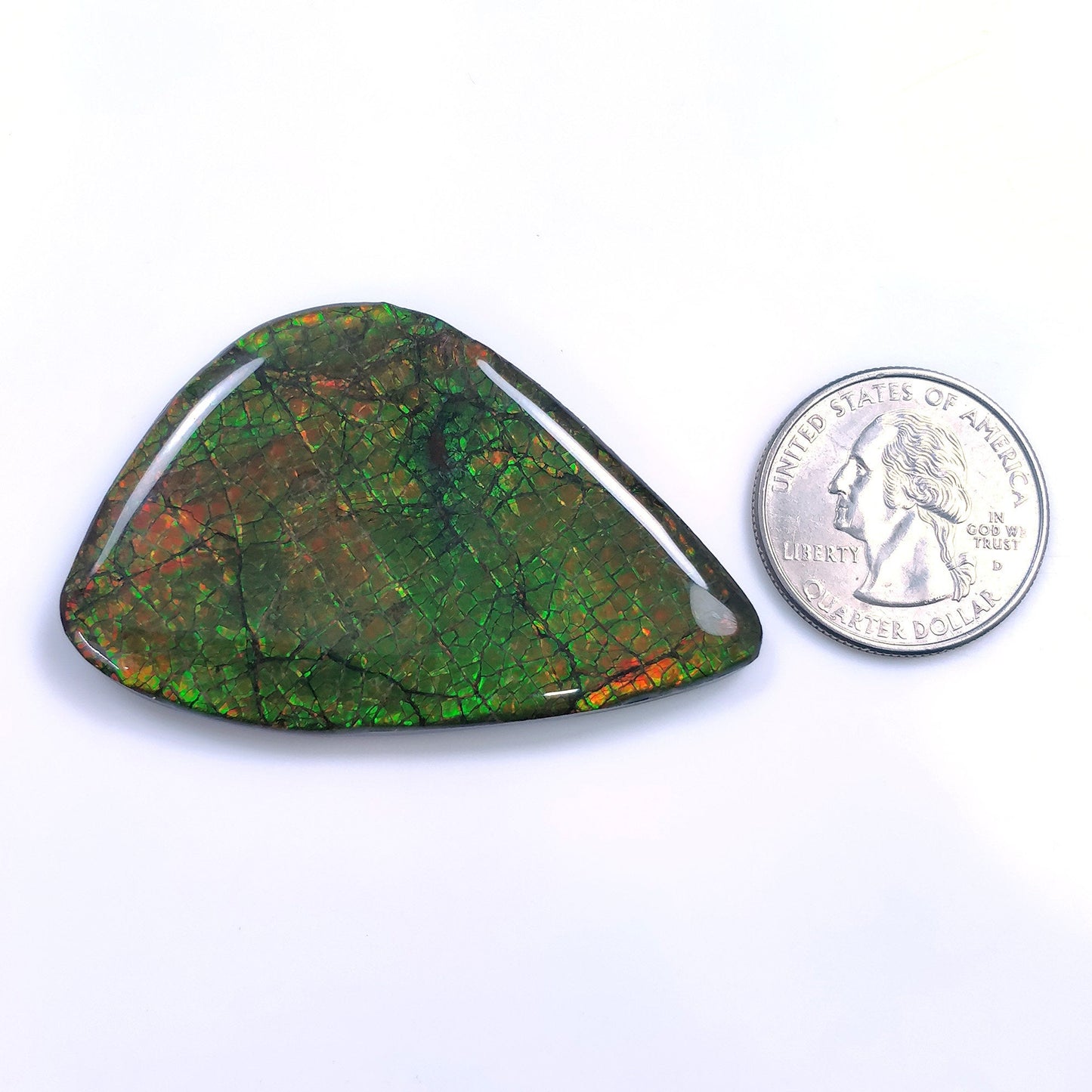 AMMOLITE Gemstone Cabochon : 106.75cts Natural Fossilized Shell Bi-Color Ammolite Uneven Shape Cabochon 56*35mm (With Video)