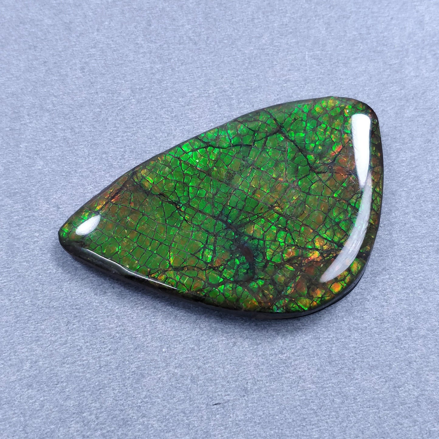 AMMOLITE Gemstone Cabochon : 106.75cts Natural Fossilized Shell Bi-Color Ammolite Uneven Shape Cabochon 56*35mm (With Video)