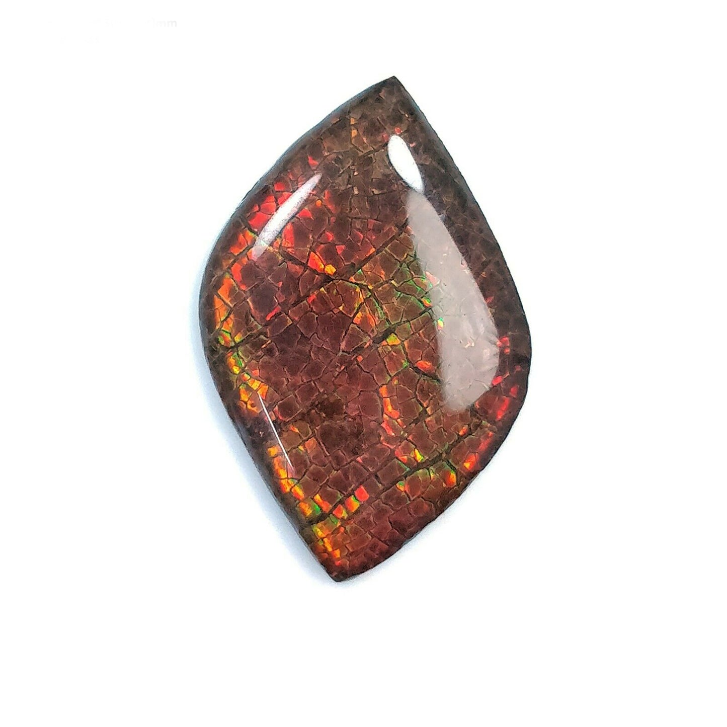 Ammolite Cabochon
